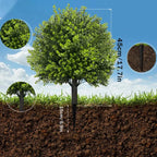Green Artificial Uv Resistant Boxwood Trees